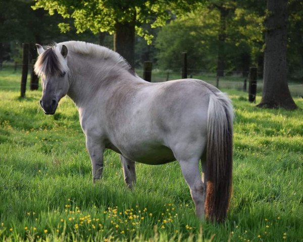 Zuchtstute Perla van de Bilterhoeve (Fjordpferd, 2014, von Brijol)