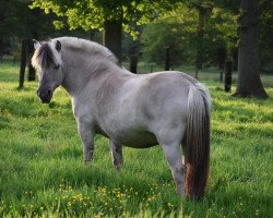 horse Perla van de Bilterhoeve (Fjordpferd, 2014, from Brijol)