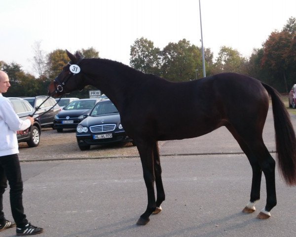 dressage horse Dragonheart 40 (Trakehner, 2015, from Schwarzgold)