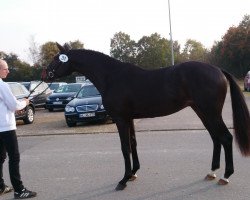 Dressurpferd Dragonheart 40 (Trakehner, 2015, von Schwarzgold)