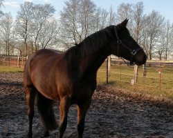 broodmare Debonair Astara (Trakehner, 2013, from Hofrat)