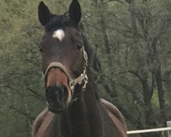 dressage horse Falhalwa (Westphalian, 2010, from Flanagan)