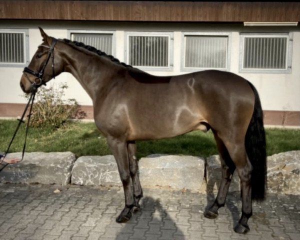 dressage horse Delatino (Oldenburg, 2017, from Delatio)