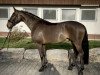 dressage horse Delatino (Oldenburg, 2017, from Delatio)