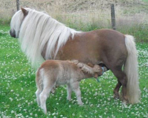 broodmare Nianne Van Veldhuizen (Shetland Pony, 1998, from Furore van Stal Brammelo)