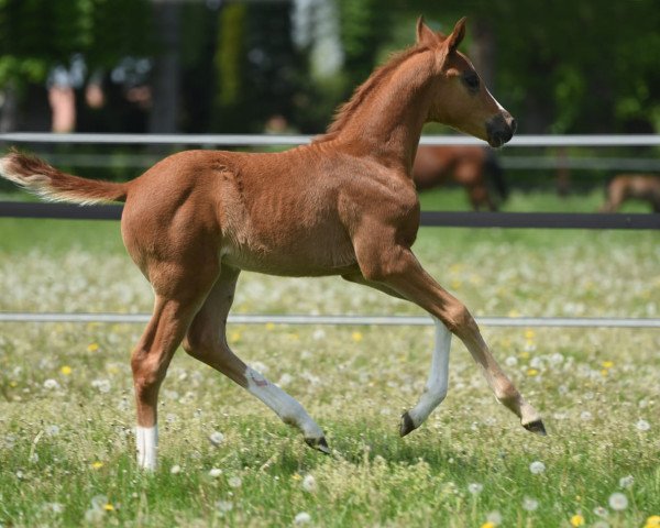 dressage horse Viabella J (Westphalian, 2020, from Velvet 117)