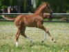 broodmare Viabella J (Westphalian, 2020, from Velvet 117)