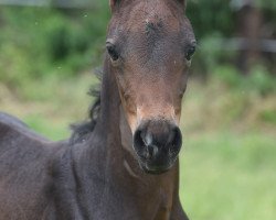 dressage horse Felito G (Westphalian, 2020, from Flavis)