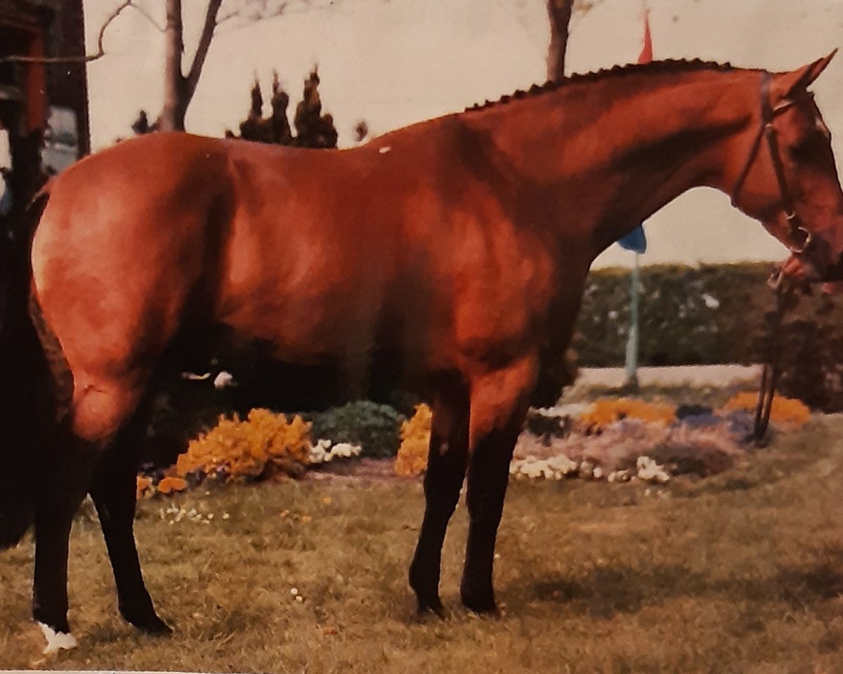 Deckhengst Ahorn (KWPN (Niederländisches Warmblut), 1982, von Nimmerdor)