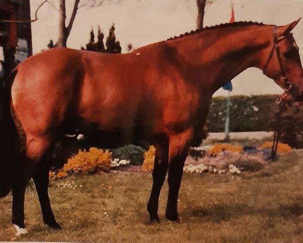 Deckhengst Ahorn (Koninklijk Warmbloed Paardenstamboek Nederland (KWPN), 1982, von Nimmerdor)