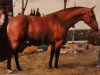 stallion Ahorn (Dutch Warmblood, 1982, from Nimmerdor)