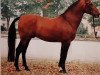 stallion Don Juan (Hanoverian, 1975, from Don Carlos 4088)