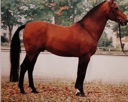 stallion Don Juan (Hanoverian, 1975, from Don Carlos 4088)