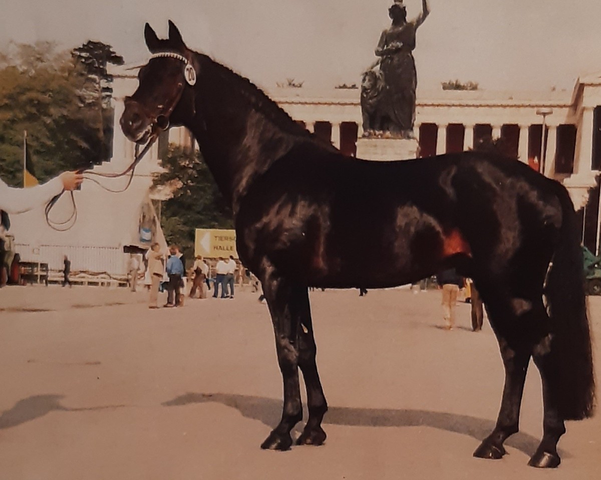 Deckhengst Matador (Trakehner, 1974, von Donauwind)