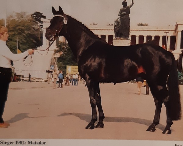 stallion Matador (Trakehner, 1974, from Donauwind)