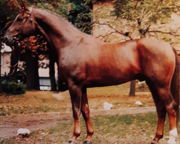 stallion World Cup I (Hanoverian, 1977, from Woermann)