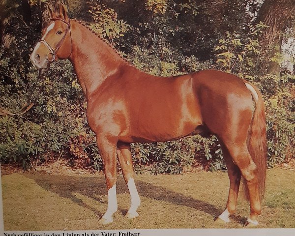 stallion Freiherr (Oldenburg, 1976, from Furioso II)