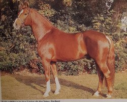 stallion Freiherr (Oldenburg, 1976, from Furioso II)