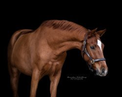 dressage horse Leopold R (Bavarian, 2017, from Londontime)