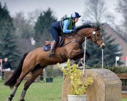 broodmare Summertime Sparkle (Hanoverian, 2009, from Stalypso)