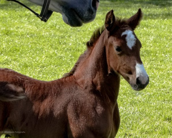 jumper Dia D'Estrela (Hanoverian, 2020, from Dia Corrado)