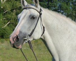 broodmare Caliku (Hanoverian, 2006, from Calido I)