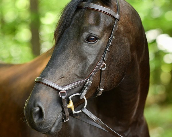 dressage horse Faberge SG (Oldenburg, 2011, from Fürstenball)