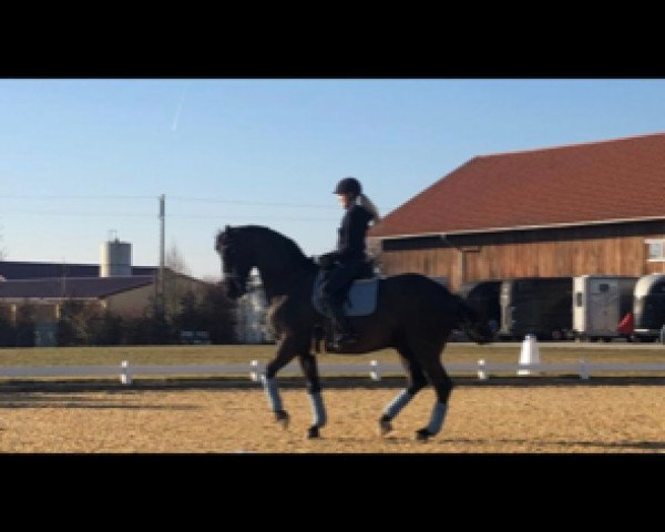 dressage horse Dreaming on Clouds (Hanoverian, 2010, from Don Frederico)