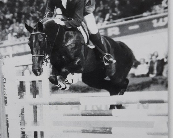 horse Jappeloup de Luze (Selle Français, 1975, from Tyrol II (FR))