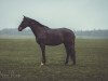 dressage horse Herzkönig Pa (Trakehner, 2012, from All Inclusive)