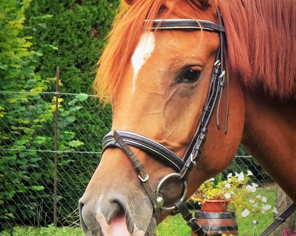 Pferd Capaia (Deutsches Reitpferd, 2013, von Cappo)