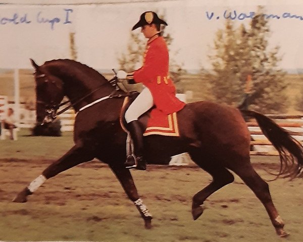 horse World Cup I (Hanoverian, 1977, from Woermann)