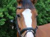 jumper Calou 12 (Oldenburg show jumper, 2010, from Carrico)