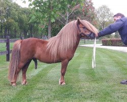 stallion Kenzo van Stal Chanille (Shetland Pony,  , from Tom van Veldhuizen)