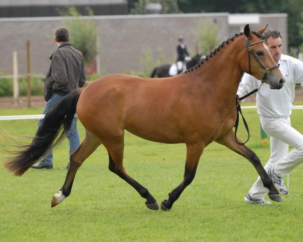 broodmare Sulaatik's Creation (New Forest Pony, 2004, from Wayland Cranberry)