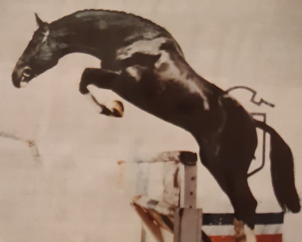 stallion Alcatraz (Holsteiner, 1985, from Aloube Z)