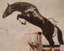 stallion Alcatraz (Holsteiner, 1985, from Aloube Z)
