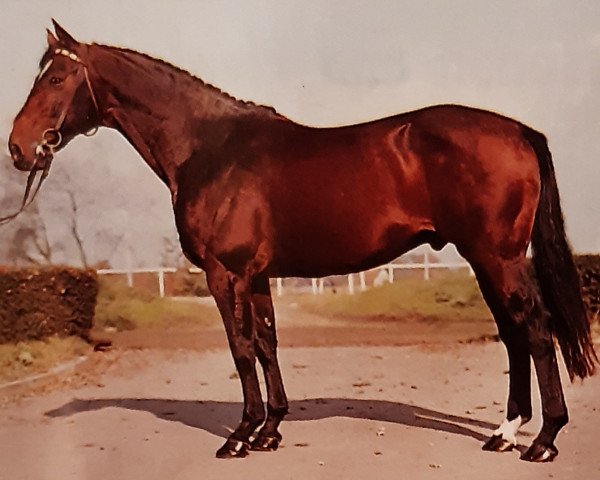 Deckhengst Lord (Holsteiner, 1967, von Ladykiller xx)