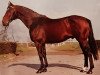 stallion Lord (Holsteiner, 1967, from Ladykiller xx)