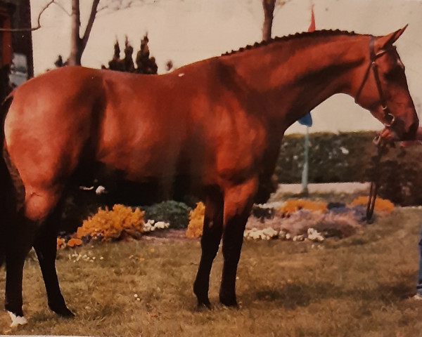 stallion Ahorn Z (Hanoverian, 1979, from Almé)