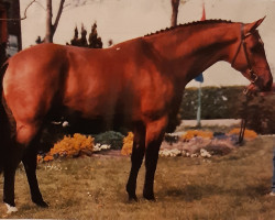 stallion Ahorn Z (Hanoverian, 1979, from Alme)