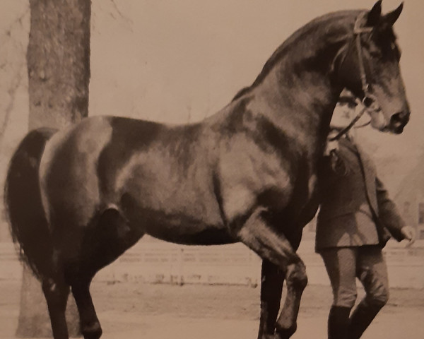 stallion Frühling (Westphalian, 1960, from Frühschein)