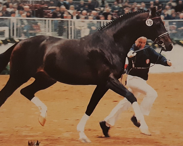 Deckhengst Sion (Oldenburger, 1984, von Sultan)