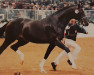 stallion Sion (Oldenburg, 1984, from Sultan)