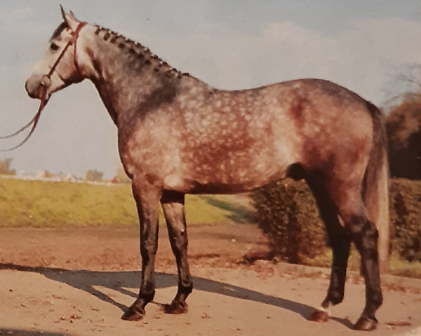 stallion Silbersee (Holsteiner, 1973, from Silver Matal xx)