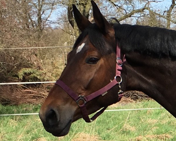 broodmare Kelis (Trakehner, 2009, from Imperio 3)