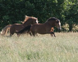 Pferd Bruno (Leonharder, 2013, von Chery Bronco)