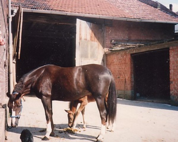 Zuchtstute Gran Lotina (Hessisches Warmblut, 1983, von Gran Marcio)