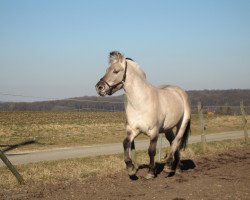 Pferd Ivano (Fjordpferd, 2002, von Imbus)