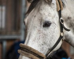 broodmare Cranberry Kiss (Holsteiner, 2009, from Claudio)